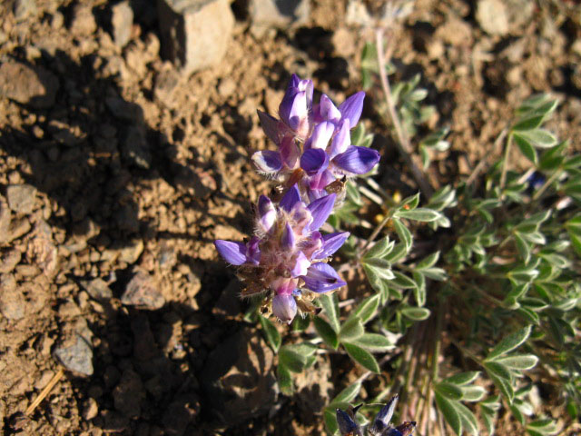Purple White flower Sonora Gap.